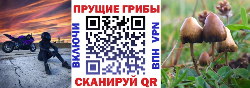 Галлюциногенные грибы Psilocybe  Купить  Холм 